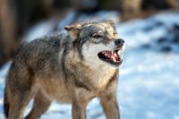 В лесу сейчас снега очень много, а по посёлку волки бродят по расчищенным дорожкам: с 20 часов начинают заходить на окраины и потом до утра, до рассвета, нападают на собак.
