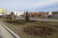 Полторы тысячи кустов роз уже высадили сотрудники горзеленхоза в Симферополе.