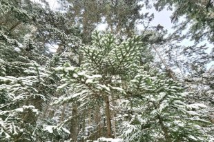 В Южно-Сахалинске днем без существенных осадков, температура -5…-7°С.