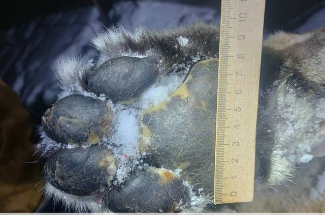 Части убитого тигра нашли в Приморье 27 января