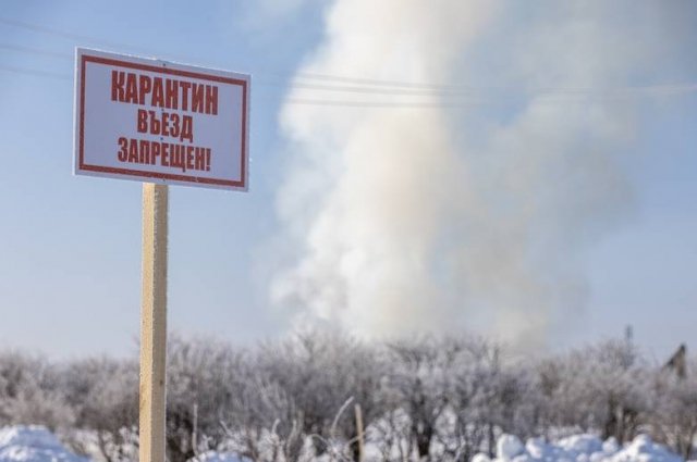 Напомним, всех птиц-несушек пришлось ликвидировать.