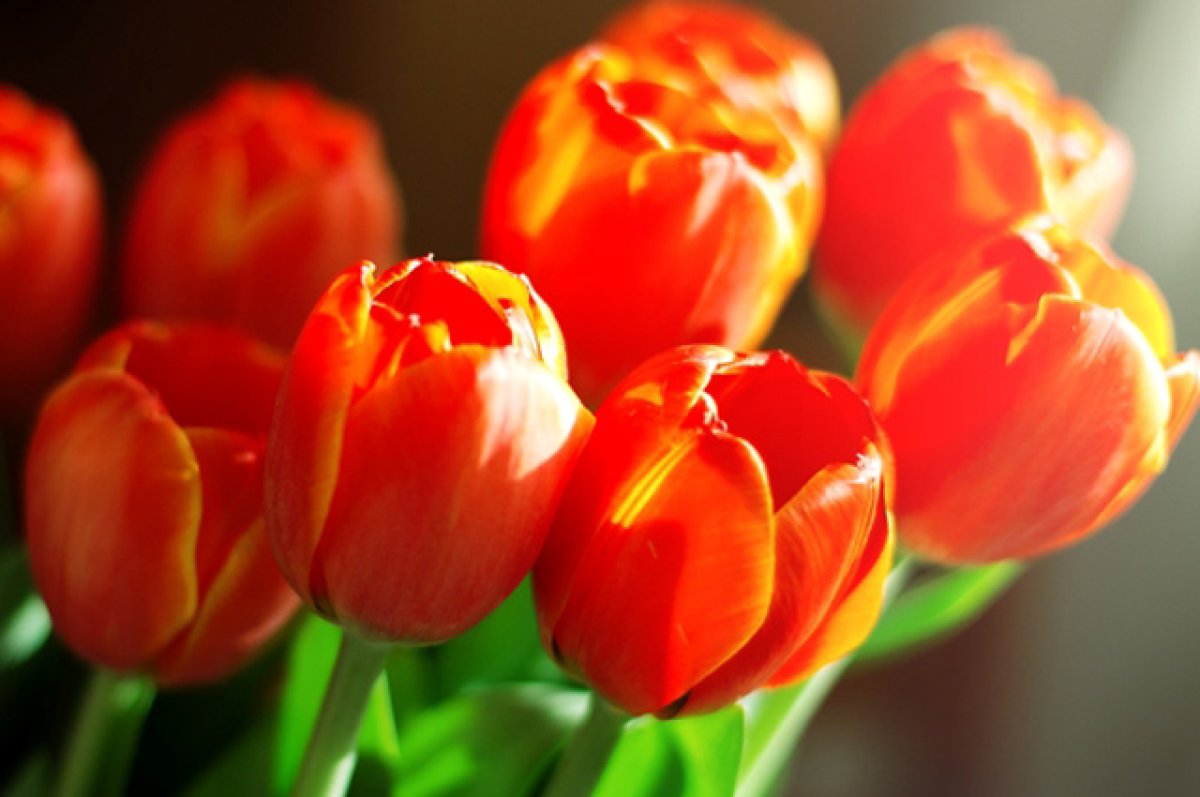 В Брянске к 8 Марта откроют 45 цветочных ярмарок
