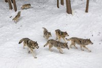 В минприроды Оренбуржья объяснили появление волков возле поселений