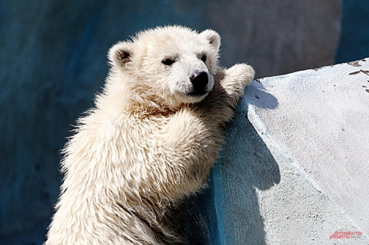 День белого медведя. Как в России сохраняют грозного хищника Арктики