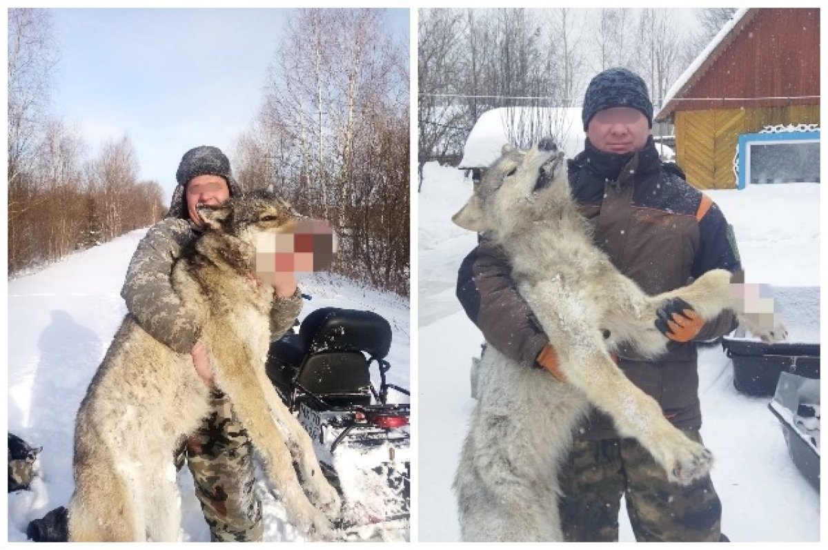 В Томской области волки все чаще выходят к людям | АиФ Томск