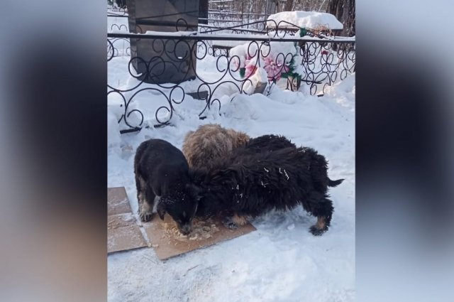 Смотритель кладбища нашел брошенных щенков во время лютого мороза.