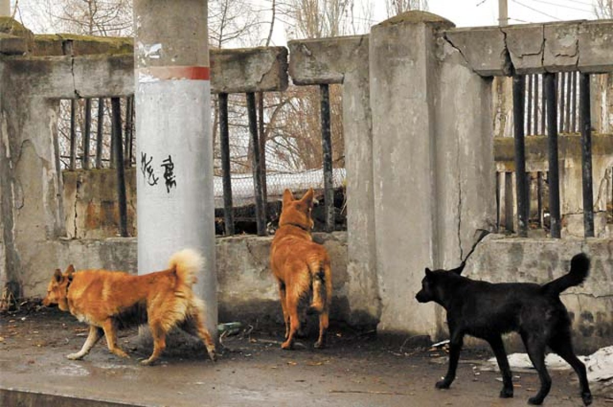Женщина в Бийске создала онлайн-петицию за эвтаназию бездомных собак