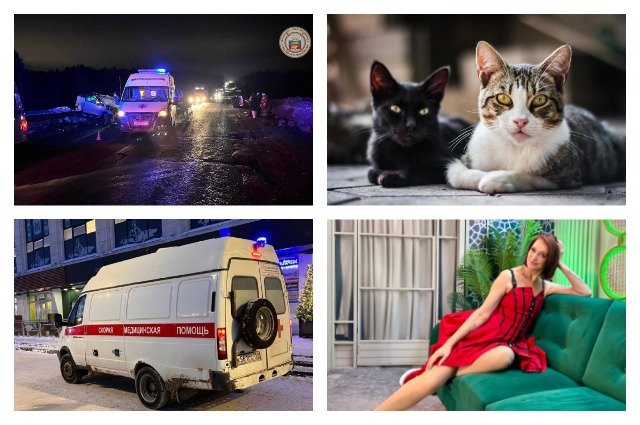 В Пермском крае произошло несколько страшных ДТП и избиений, зоозащитники призвали спасать кошек, а известный блогер побывала на Первом канале.
