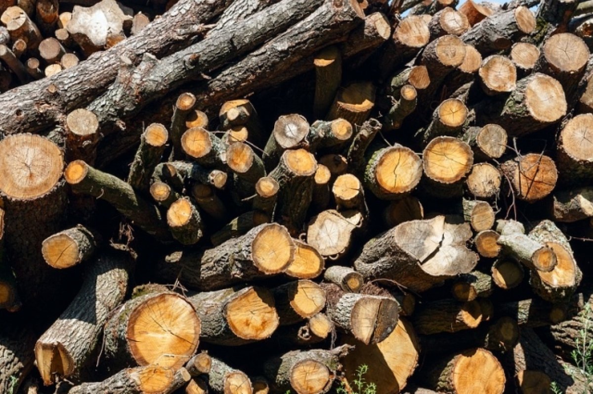 Страсти по дровам. Восьмой законопроект о валежнике внесен в Госдуму