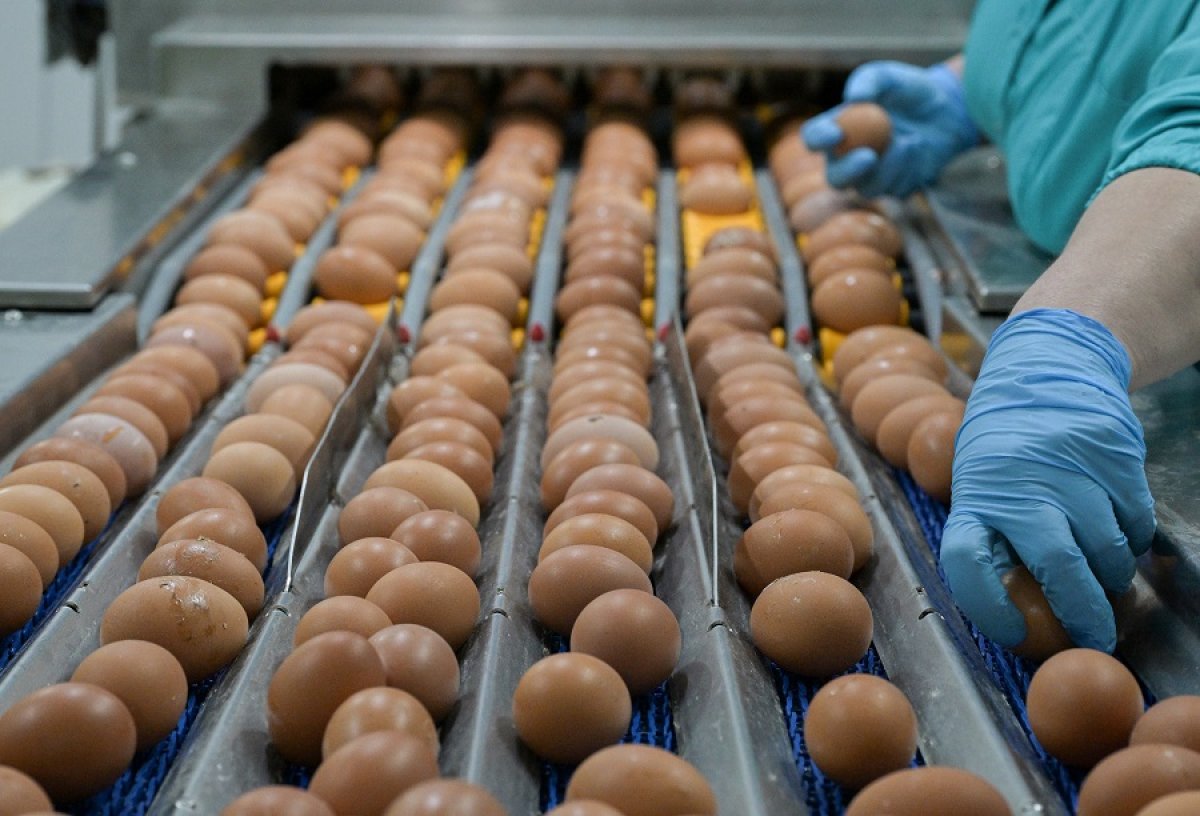 Капля желтка. Казахстан продаст России дополнительный десяток миллионов яиц