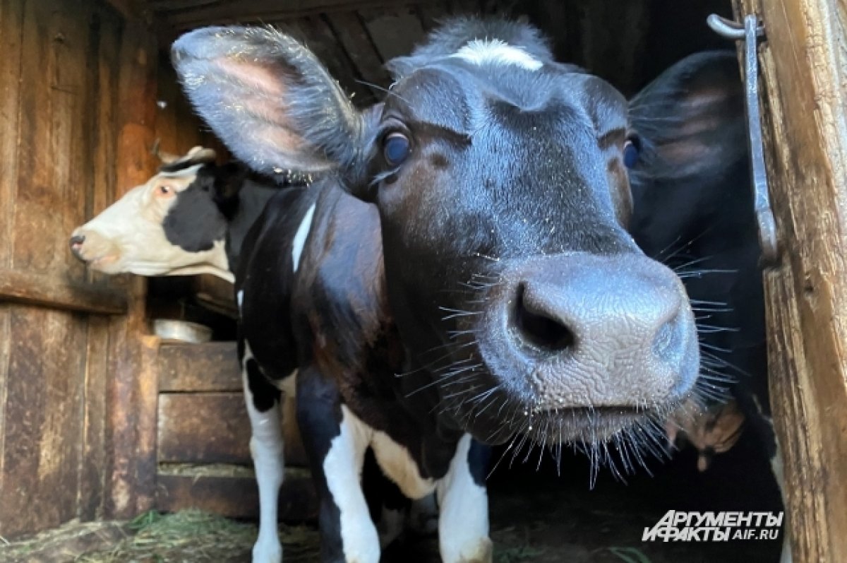 Брянское молоко: коров стало меньше, но продуктивность выросла