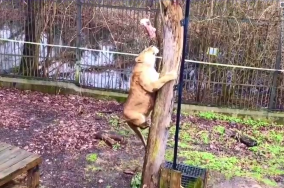 Львицу из зоопарка Калининграда заставляют прыгать за едой ради похудения
