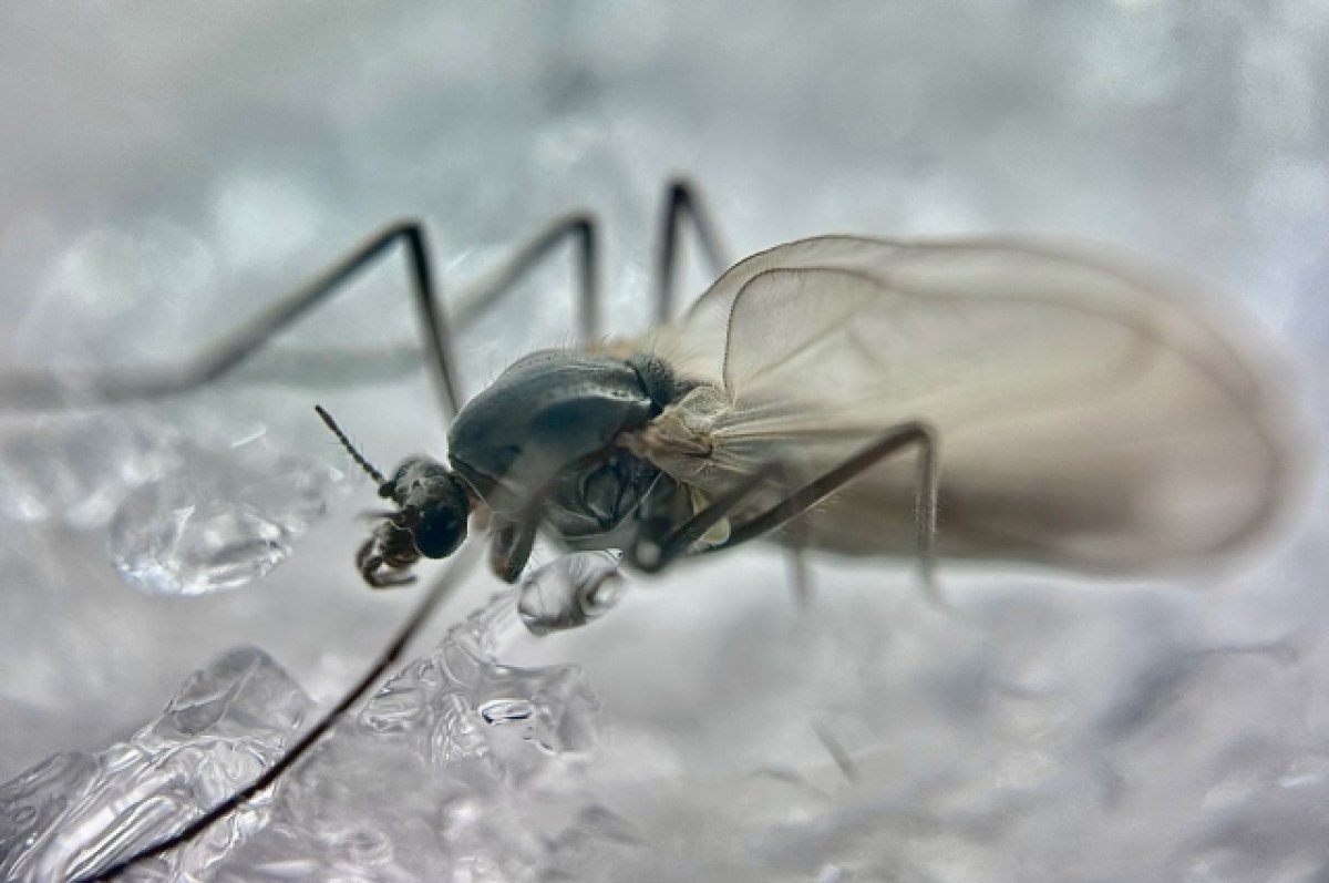 Зимние комары проснулись в алтайском заповеднике