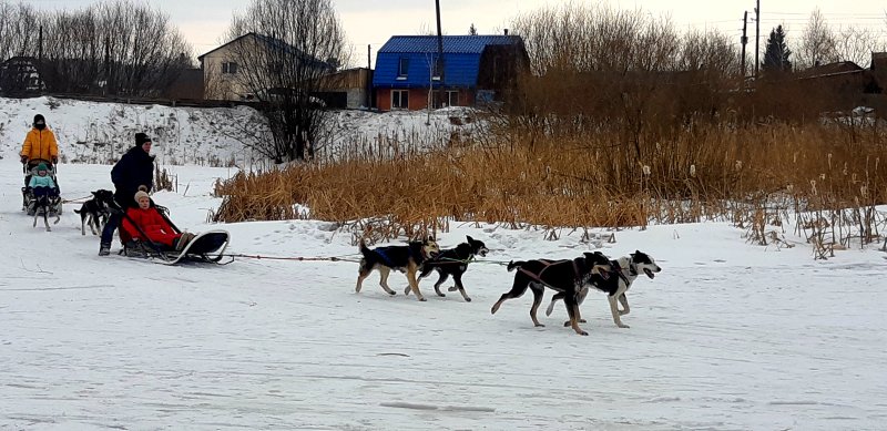 Гостей катали на собачьих упряжках. 