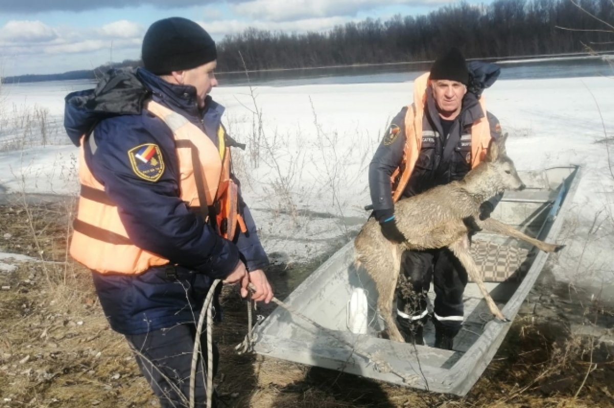 В Ростовской области спасатели помогли косуле и собаке