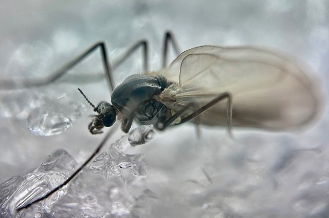 Самцы Trichoceridae живут сутки, самки - до пяти дней. 