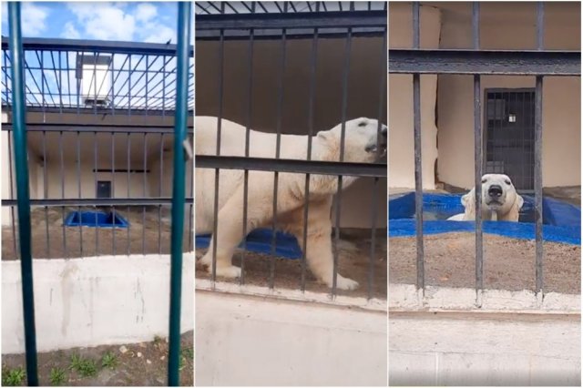 Волонтёры бьют тревогу из-за условий жизни белого медведя в Казанском зоопарке.