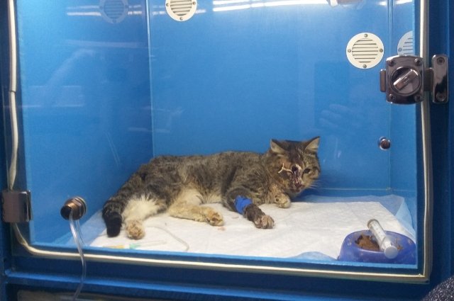 Кот находится в реанимационном боксе ветеринарной клиники. 
