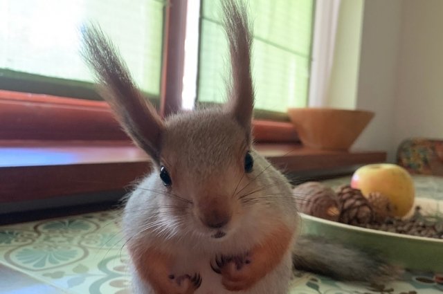 Чип много раз терялся, но всегда возвращался к хозяину.