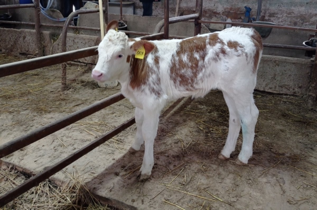 В Краснодарском крае появился на свет первый клонированный теленок