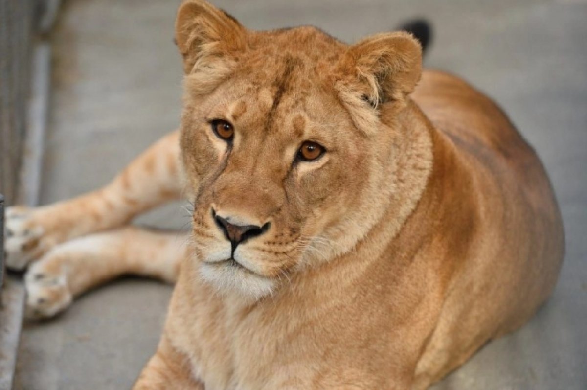 В зоопарке Ростова умерла львица Олесия из-за болезни