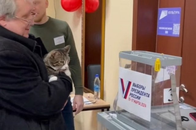 Кот пришёл на выборы в Сыктывдинском районе.