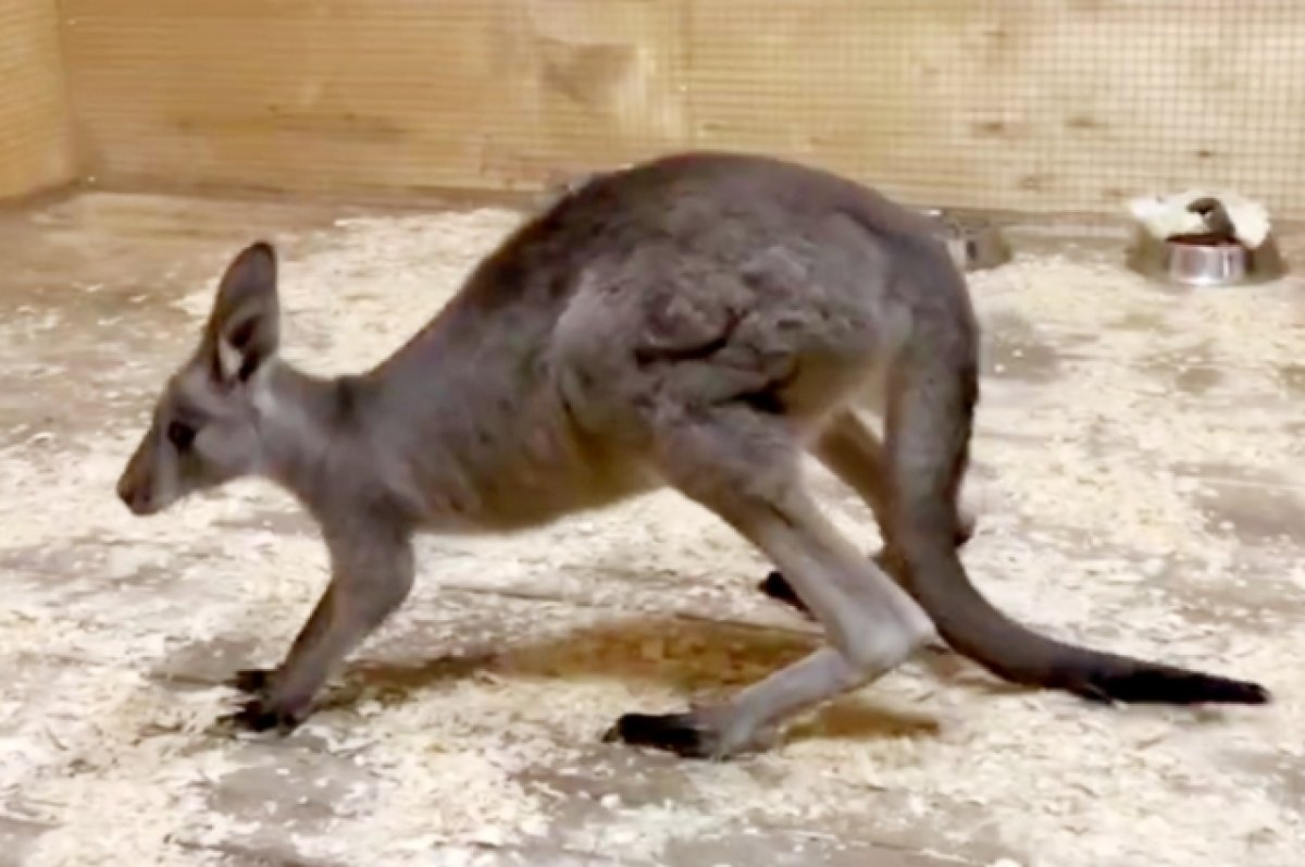 В Ростовском зоопарке поселился новый кенгуру