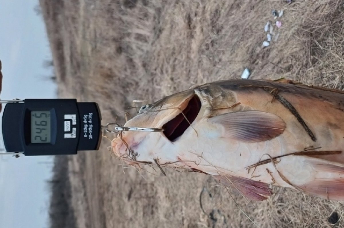 В Ростовской области донской рыбак поймал трофейного сазана весом в 2,4 кг