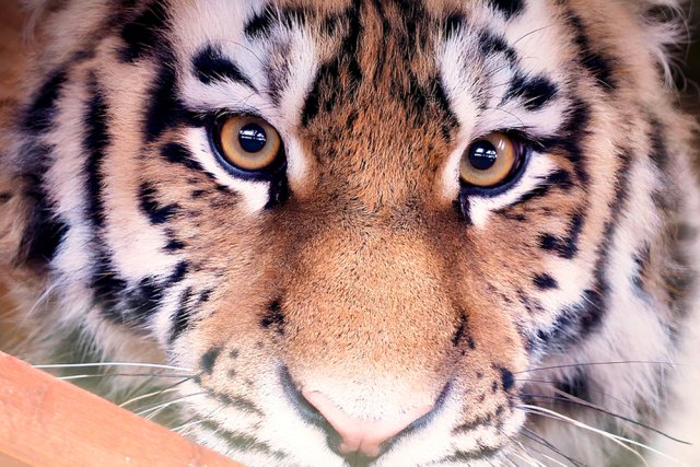 Москвичи выбрали имя травмированному амурскому тигру