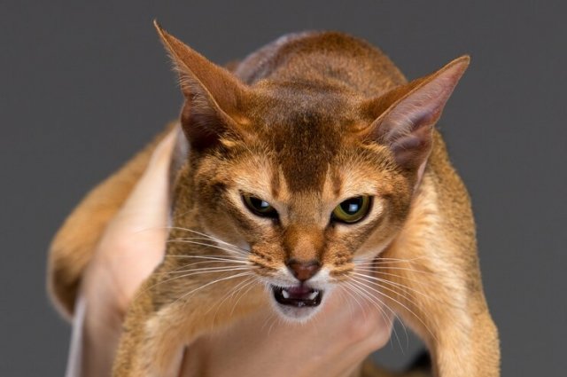 Карантин по бешенству в Гайском городском округе снят.