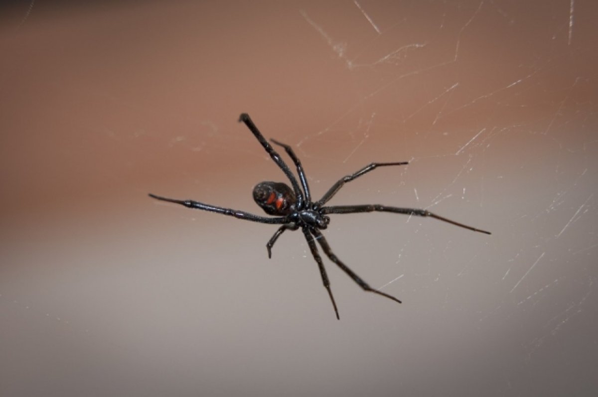 Зоолог Тихонов рассказал, где обитают опасные пауки-каракурты в Ростове