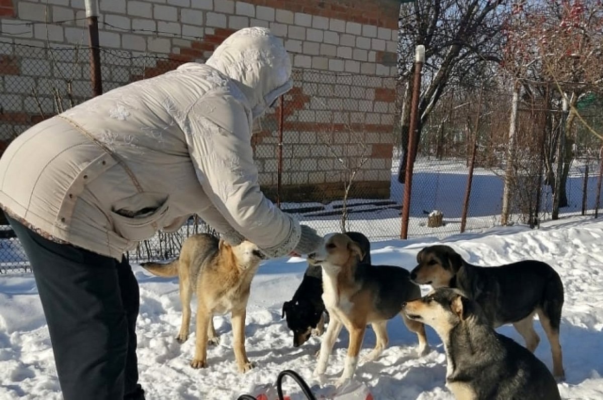 В Ростове откроют ещё один приют для бездомных животных