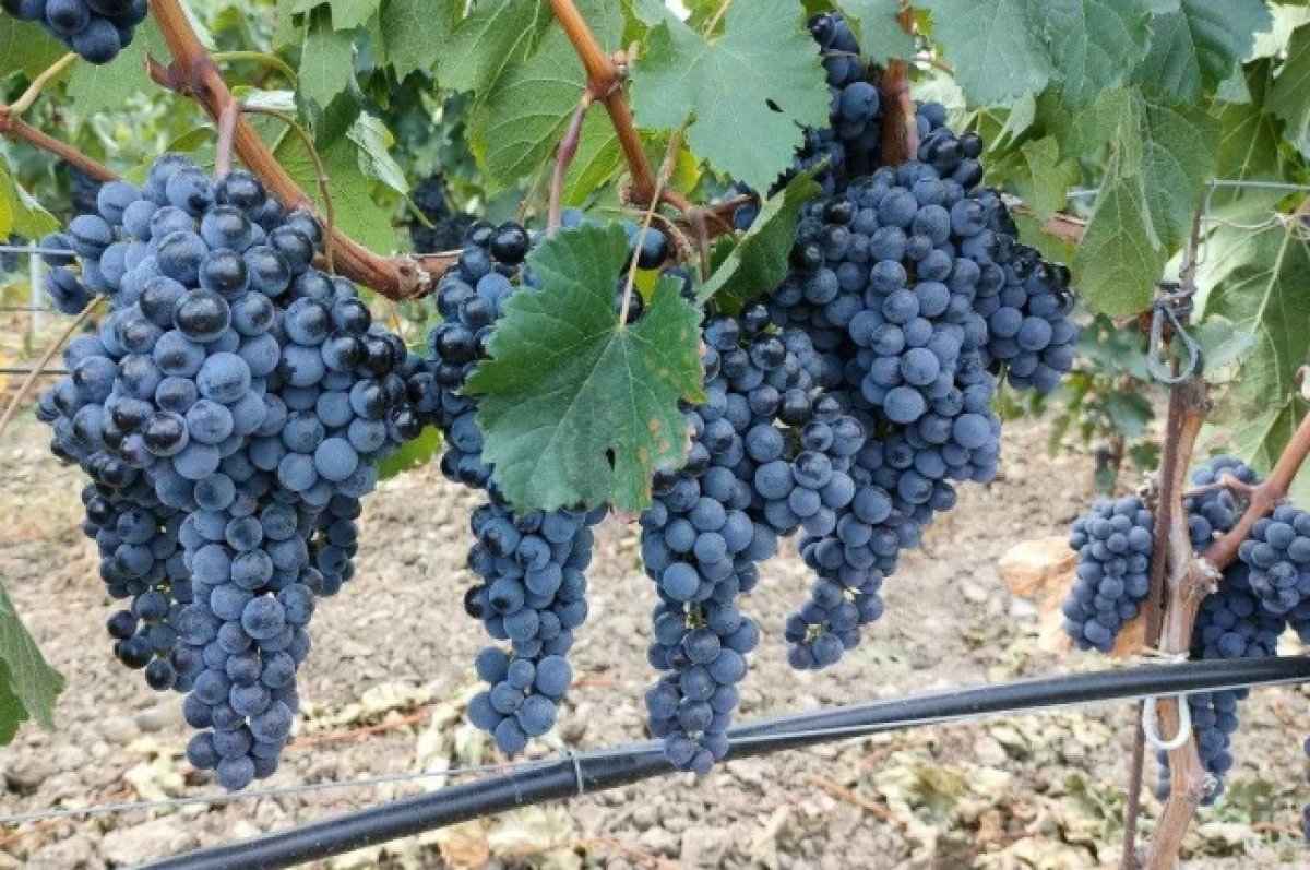 Ценные аборигены. В Крыму возродили производство вина из местного винограда