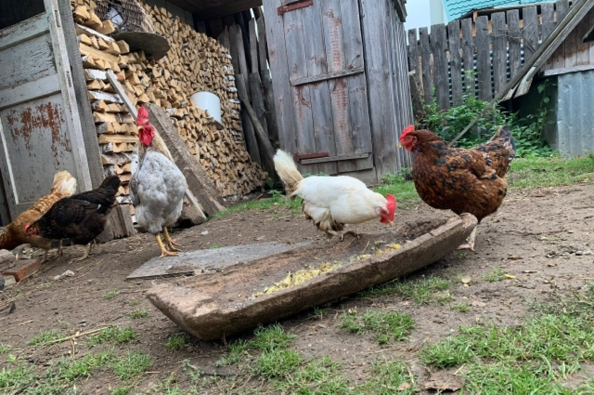 В мясе курицы нашли антибиотик в Ростовской области