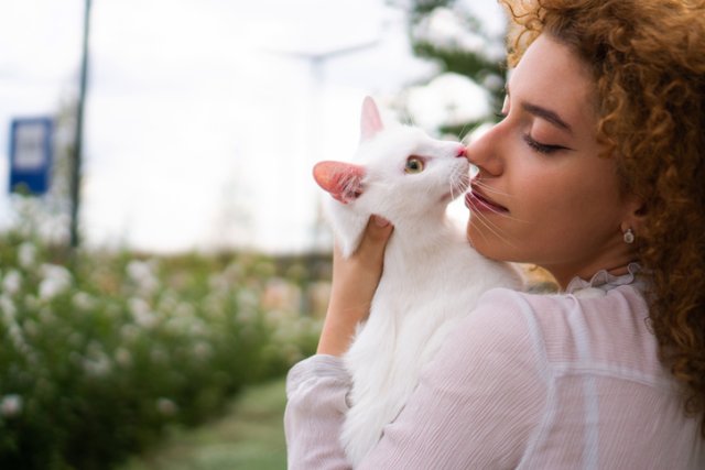 Кошки нюхают носы. Кошки нюхают носы