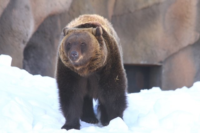  Бурого медведя называют главным синоптиком Зоопарка Удмуртии