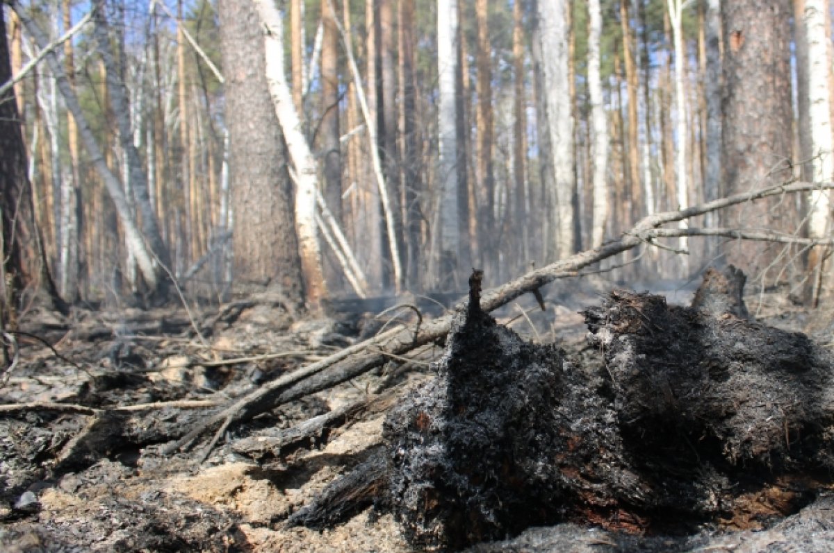 В Брянской области осудили виновника лесного пожара