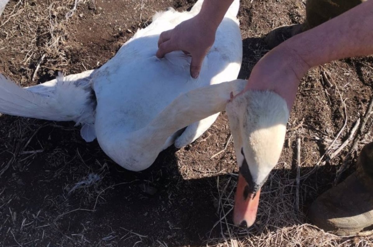 В Ростовской области раненый лебедь упал на голову прохожему