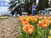 В 2024 году специалисты НБС представили 36 сортов. Две интересные новинки относятся к короновидным тюльпанам, обладающим оригинальной формой цветка. 