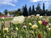 В Никитском ботаническом саду в этом году высажено более 105 тысяч луковиц 159 разнообразных сортов тюльпанов. 