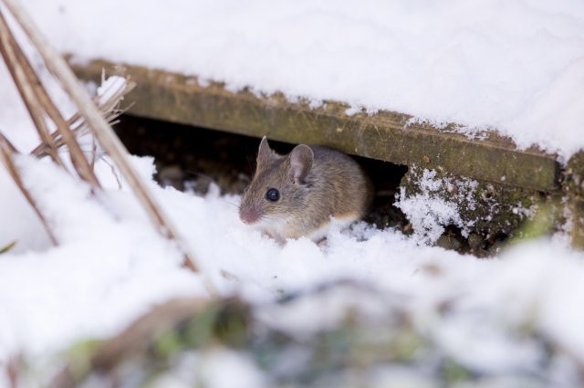 Зимой грызуны забираются в дачные дома и могут стать причиной распространения заболевания
