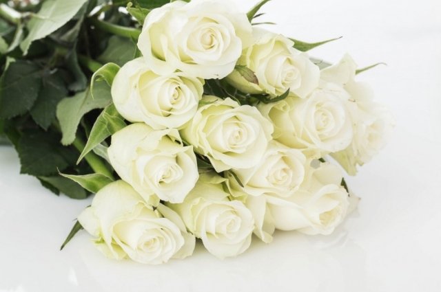 В Оренбург могут привезти саженцы белых роз по просьбе Андрея Разина