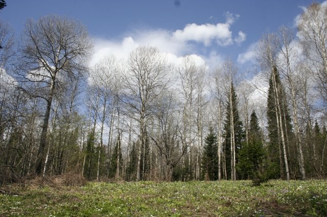 Таяние многолетней мерзлоты может уменьшить ущерб от засухи в северных лесах.