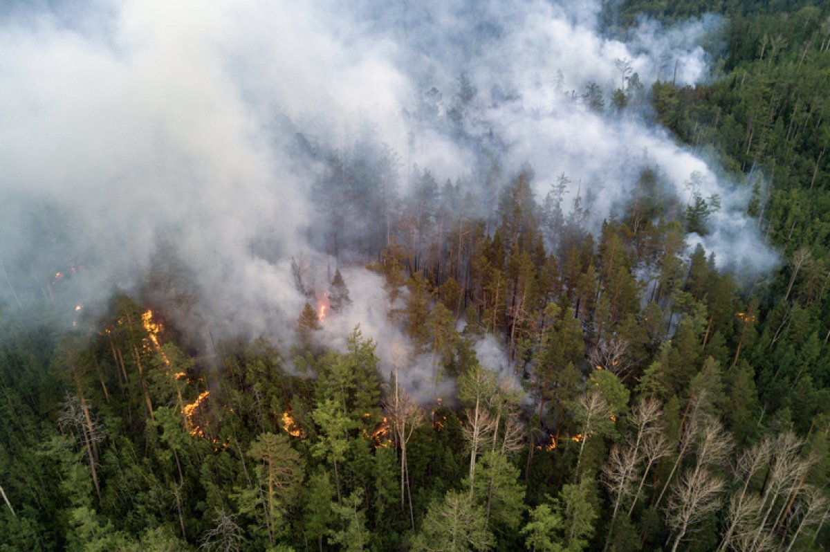 Допустимый нагар. Установлен лимит на лесные пожары в 2024 году