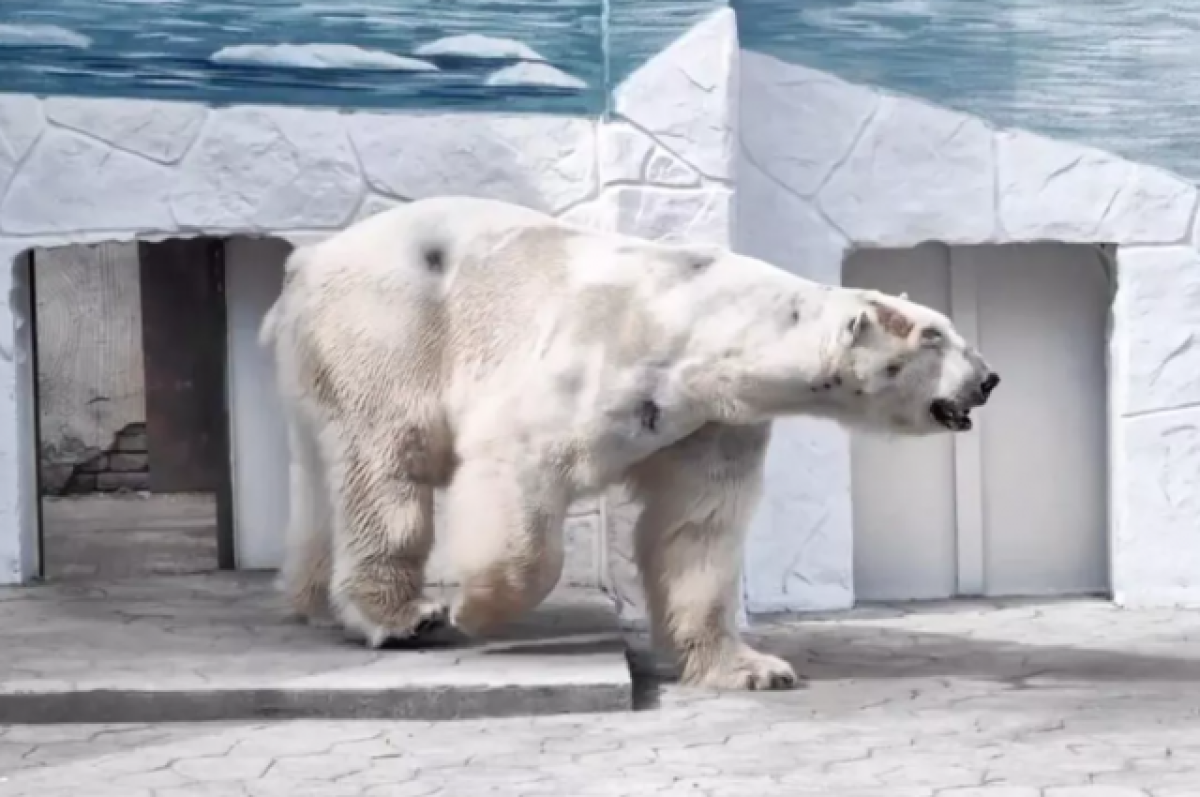 В ростовском зоопарке объяснили, почему белый медведь Айон плохо выглядит