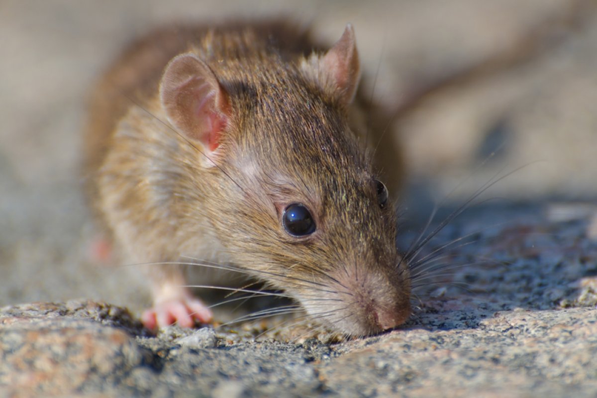 Зоолог Тихонов рассказал о ситуации с крысами и воробьями в Ростове
