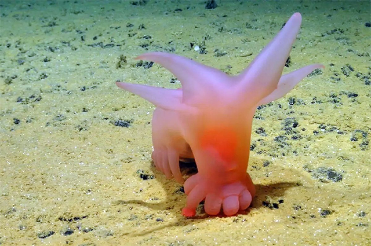 «Свинка Барби». На дне океана нашли «инопланетное» существо