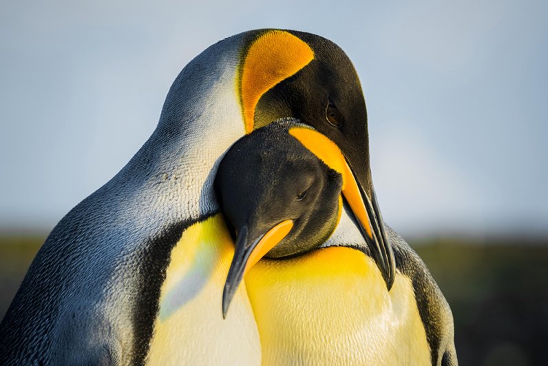 Королевские пингвины.