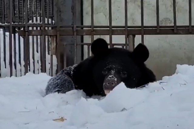 В Большереченском зоопарке Омской области медведи уже проснулись.