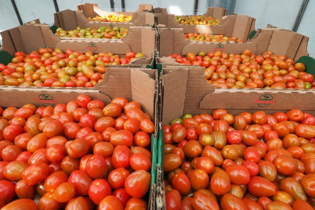 В РФ до 31 мая отменили таможенные пошлины на ввоз помидоров
